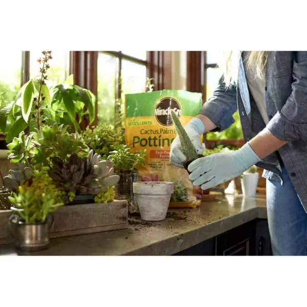 Miracle-Gro Succulent Plant Food and Potting Mix Bundle